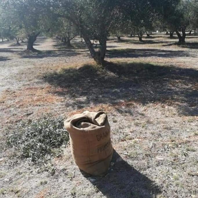 Olive Grove Cottage Skalani Knossós Extérieur photo