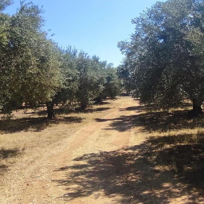 Olive Grove Cottage Skalani Knossós Extérieur photo
