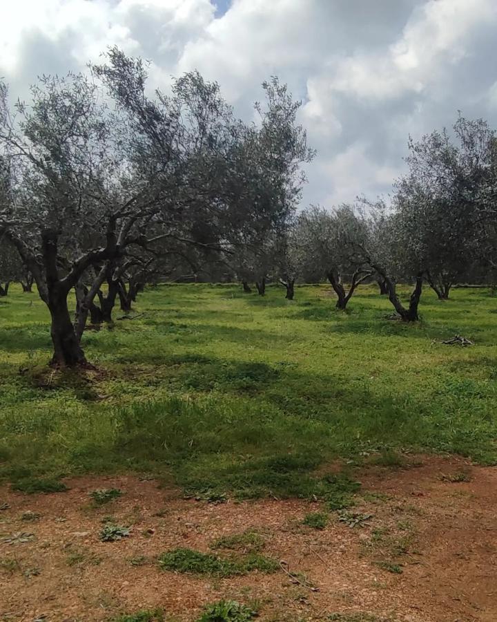 Olive Grove Cottage Skalani Knossós Extérieur photo