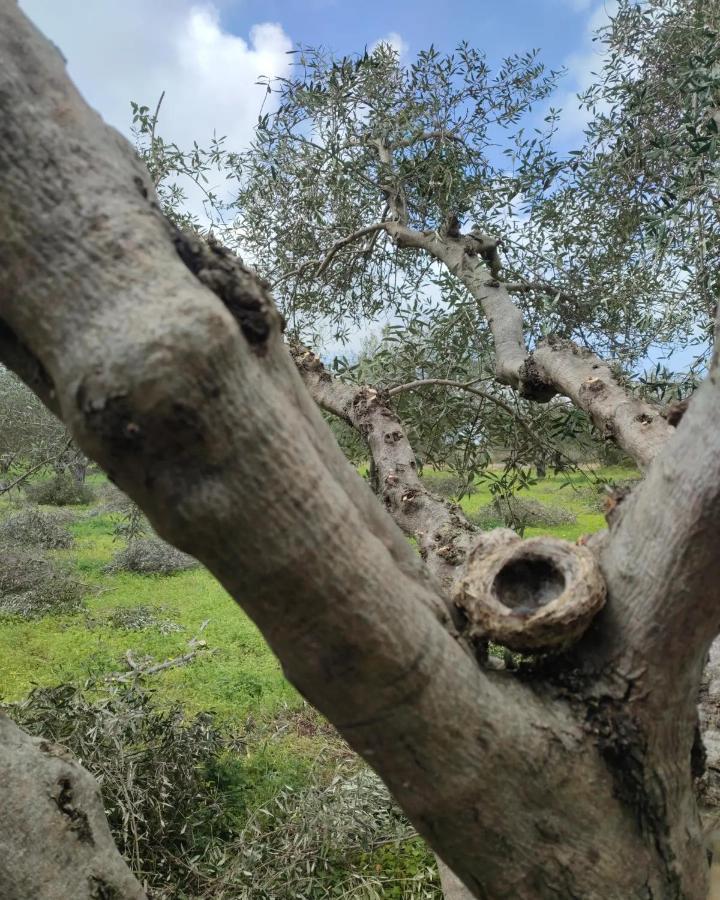 Olive Grove Cottage Skalani Knossós Extérieur photo